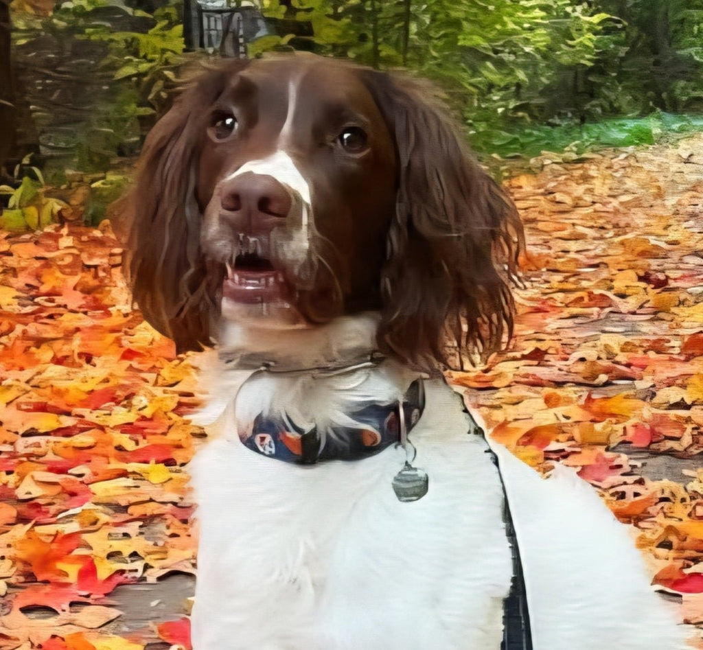 Pet Portraits Commissions - Michelle Pashko Art