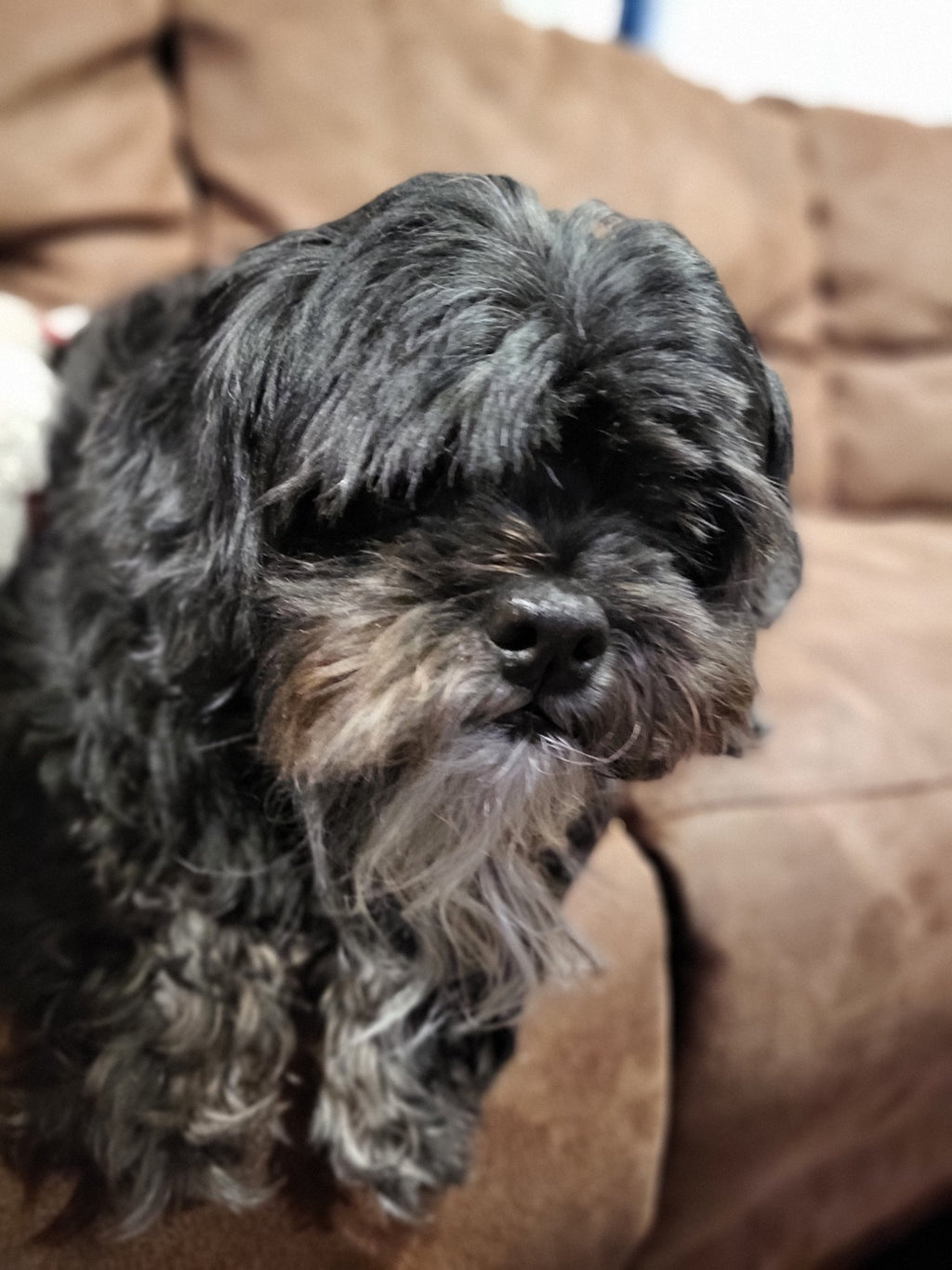 Custom Pet Portraits and Memorial Artwork - Michelle Pashko Art